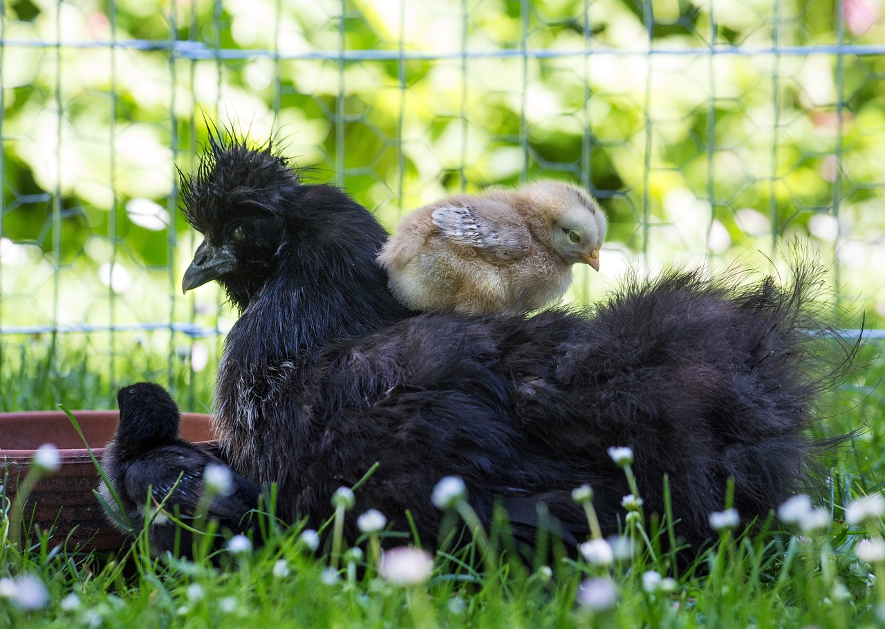 chicken-4845817_1280